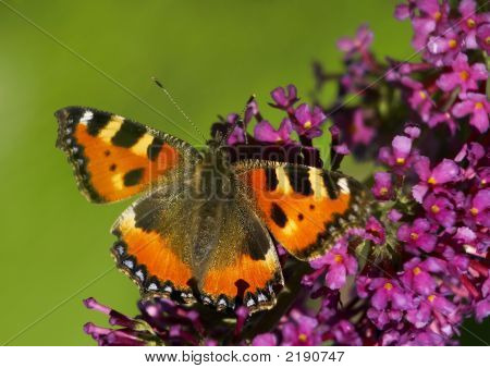 Motyl
