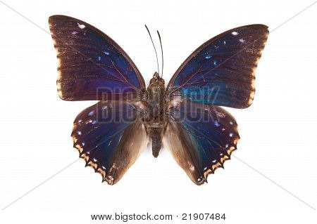 Na białym tle czarny i niebieski motyl Charaxes Bipunctatus