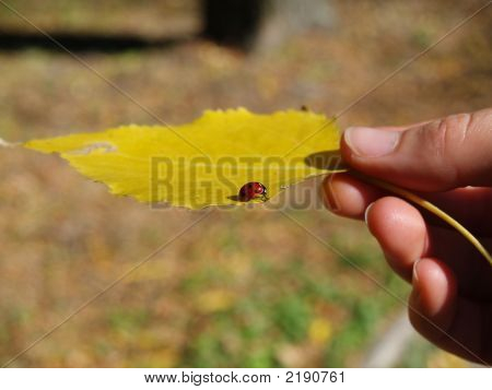 Blatt und Marienkäfer