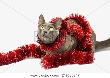 Blue cat in christmas red decoration. White background studio.