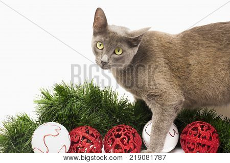 Blue cat looking corious. White background and christmas decoration