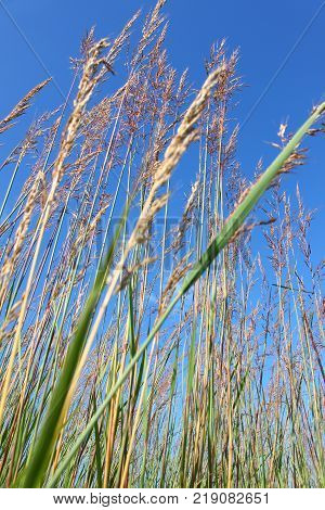 Grasslands Landscape and Grass in northern Illinois