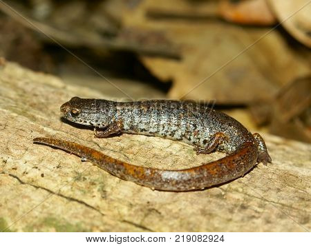 Four-toed Salamander (Hemidactylium scutatum) in Illinois forest