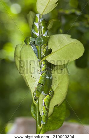 A group of Moth Caterpillars on leaf. Agriculture pest caterpillar icon. Macro of caterpillars on nature background.
