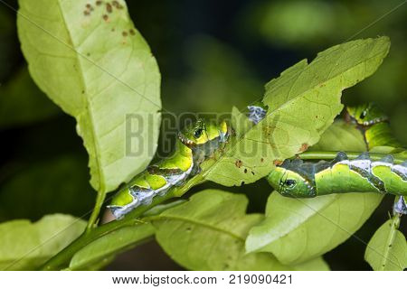 A group of Moth Caterpillars on leaf. Agriculture pest caterpillar icon. Macro of caterpillars on nature background.