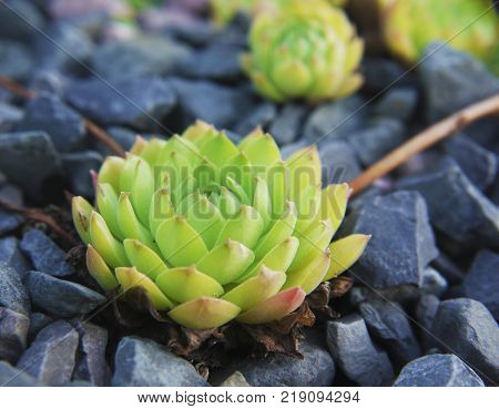 A fleshy Russian houseleek plant offshoot, Sempervivum ruthenicum, among black stones