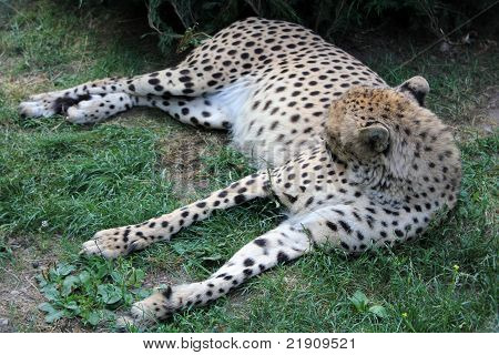 Gepard