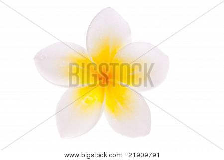 Elszigetelt egyetlen sárga Leelawadee virág