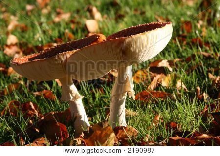 Automne