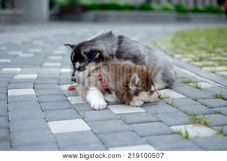 Puppy dog is walking on the street.