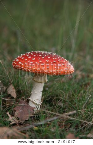 champignon rouge