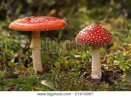 Fly-agaric mantar