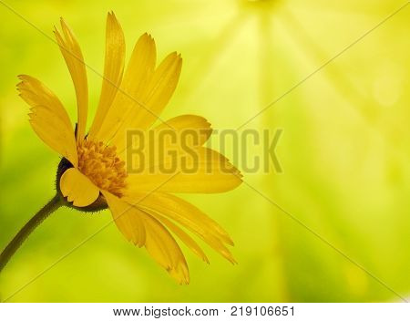 A golden marigold flower on green-yellow blured background of a maple leaf