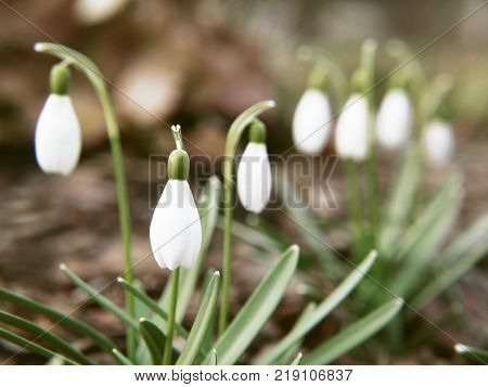 Common snowdrop, Galanthus nivalis, flowers in early spring. Pure white flowers hang down. Naked ground is behind.