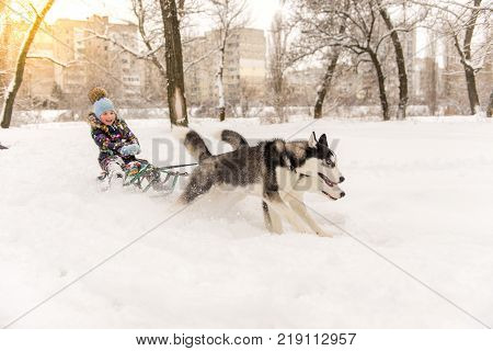 Adorable little girl having a cuddle with husky sled dog in Lapland Finland. Two Huskies ride a child on a sled in winter