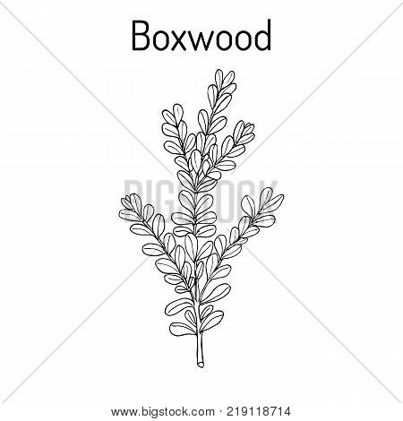 Boxwood Buxus sempervirens , or European box, medicinal plant. Hand drawn botanical vector illustration