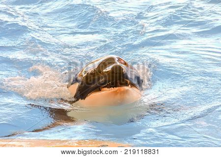 Photo Picture of a Mammal Orca Killer Whale Fish