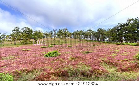 Panoramic pink grass hills and pine forests during festive season with banner "Love" was built in woods create focal points to attract tourists visit in the highlands Dalat, Vietnam