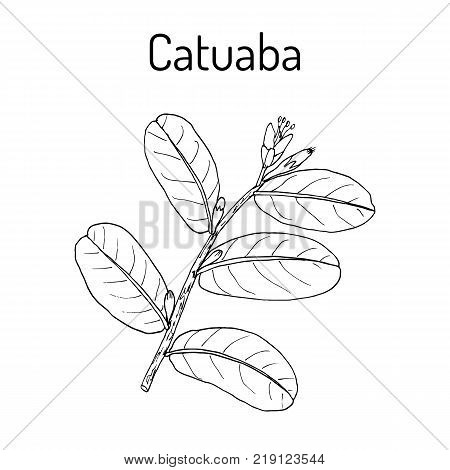 Catuaba Erythroxylum vaccinifolium , medicinal plant. Hand drawn botanical vector illustration