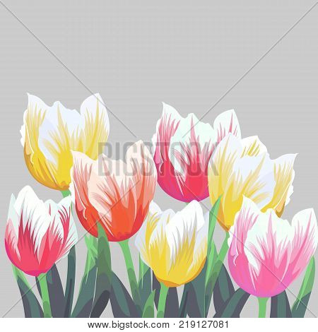 Tulips. Color vector tulips isolated on grey background. Flowers in different shapes for your design and greetings, postcards card for your loved ones