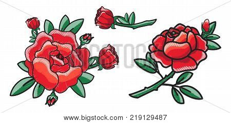 Closeup of several red roses, flourishing ones and flower with bud ready to impress everybody with its beauty on vector illustration isolated on white