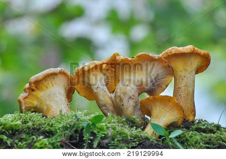 Collecting chanterelle mushroom in the forest. CANTHARELLUS CIBARIUS in moss with green background. Collecting mushrooms and preparing food.