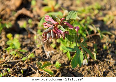 Purple Corydalis Flower On Spring