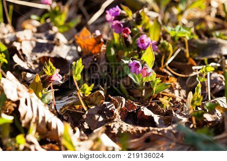 The evergreen perennial plant of the genus Pulmonaria - macro shot. Spring season lungwort, common Mary's tears or Our Lady's milk drops.