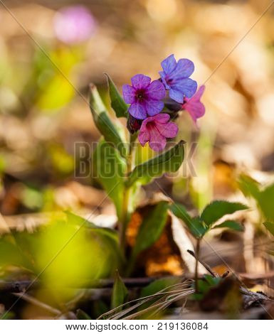 The evergreen perennial plant of the genus Pulmonaria - macro shot. Spring season lungwort, common Mary's tears or Our Lady's milk drops.
