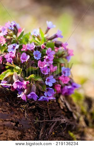 The evergreen perennial plant of the genus Pulmonaria - bouquet on the wood trunk. Spring season lungwort, common Mary's tears or Our Lady's milk drops.