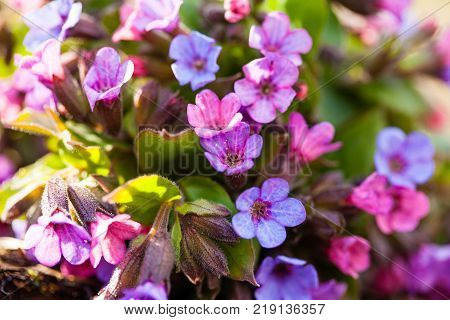 The evergreen perennial plant of the genus Pulmonaria - bouquet on the wood trunk. Spring season lungwort, common Mary's tears or Our Lady's milk drops.