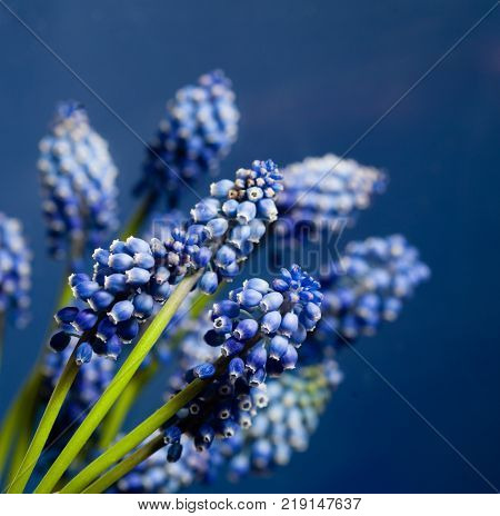 Beautiful muskari bokeh flower on the blue background