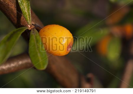 One sea berry close up. Macro of healthy winter food