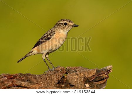 beautiful female Eastern Stonechat (Saxicola stejnegeri) standing on ground