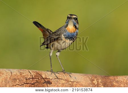 beautiful male Bluethroat (Luscinia svecica) in Thailand