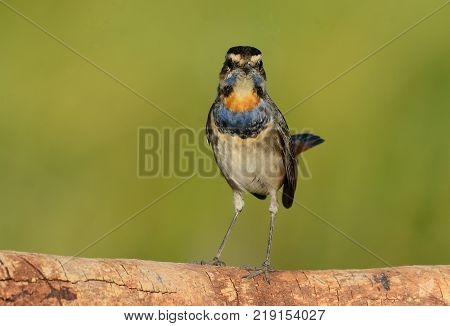 beautiful male Bluethroat (Luscinia svecica) in Thailand