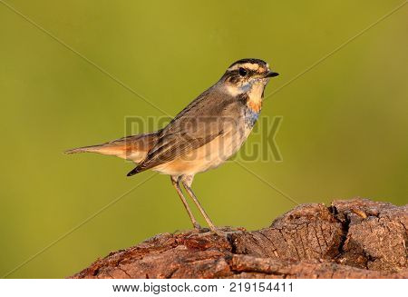 beautiful male Bluethroat (Luscinia svecica) in Thailand