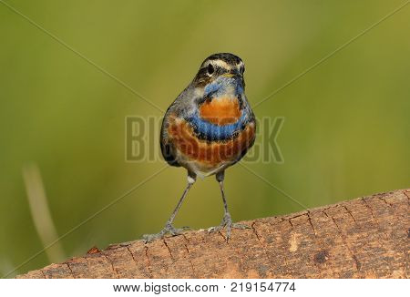 beautiful male Bluethroat (Luscinia svecica) in Thailand