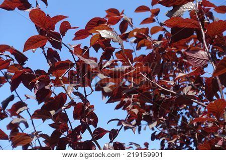 Branches of prunus pissardii against the sky