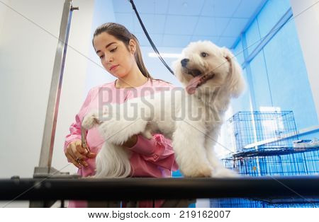Young woman working in pet shop, trimming dog hair, girl grooming puppy for beauty in store. People, jobs, professions and care for animals