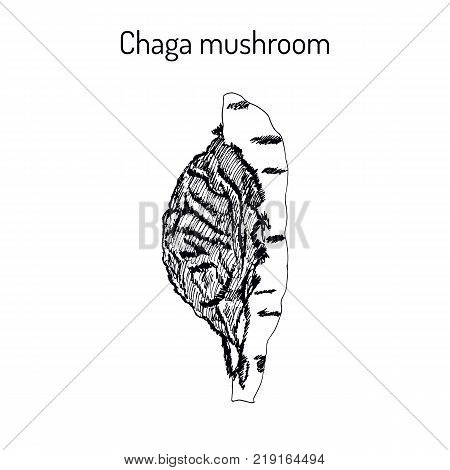 Chaga Inonotus obliquus , medicinal mushroom. Hand drawn botanical vector illustration