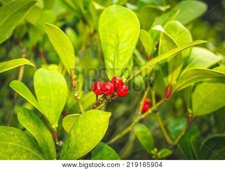 Skimmia japonica shrub with leaves and red berries. Japanese sorbus