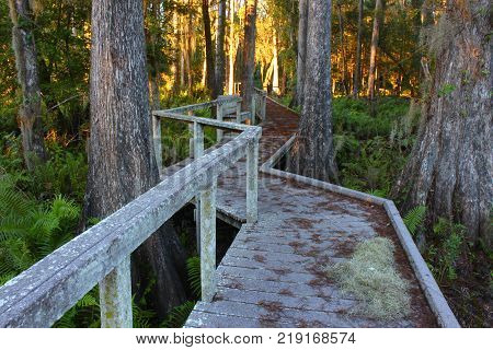Boardwalk through the thick swamps of central Florida