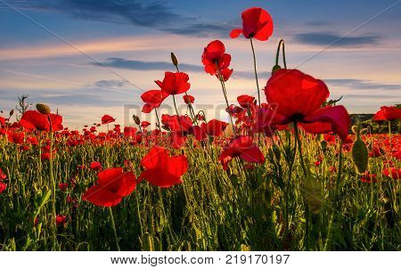 poppy flowers field in mountains. beautiful summer landscape at sunset