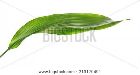Green leaf of tropical aspidistra isolated on white
