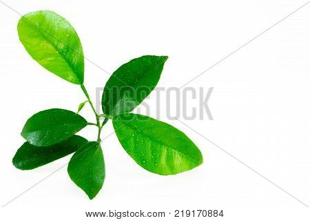 Citrus Leaves With Drops Isolated On A White Background. Collection. Full Depth Of Field.