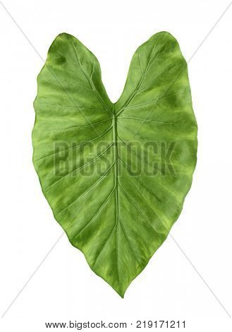 Green leaf of tropical alocasia odora isolated on white