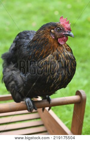happy free range domestic chicken sat on an empty basket at a smallholding green grass in the background for text overlay