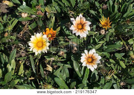 Colorful flowers of gazania in the garden