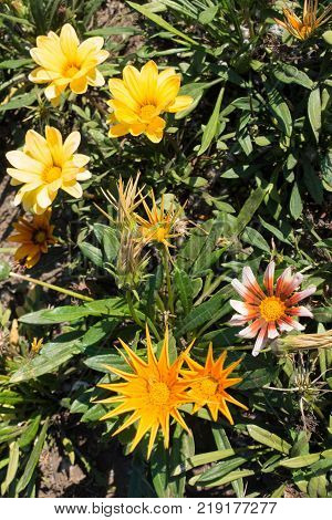Multicolored flowers of gazania in the garden